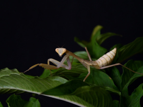 Hierodula quinquepatellata (IGM - 288)