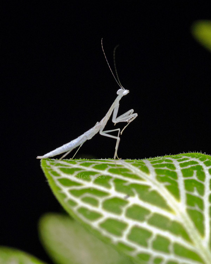 Sinomantis denticulata