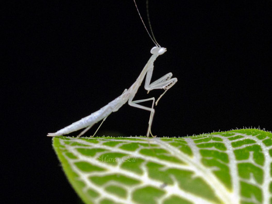 Sinomantis denticulata