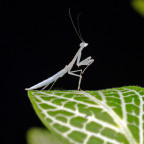 Sinomantis denticulata