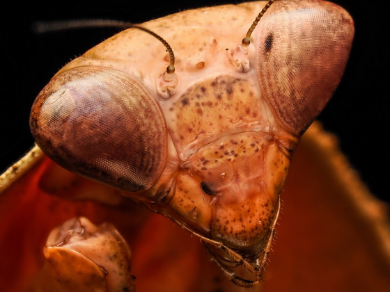 Deroplatys Truncata