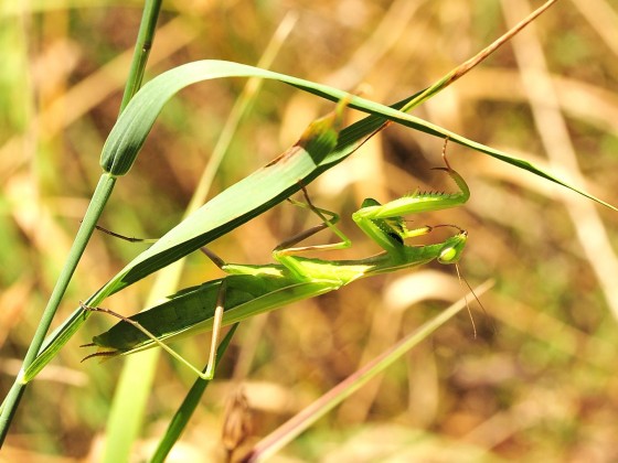 Mantis religiosa