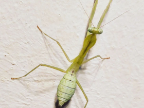 Sphodromantis aurea 0.1