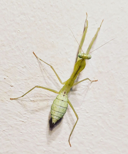 Sphodromantis aurea 0.1