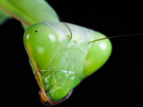 Hierodula membranacea - Female Portrait