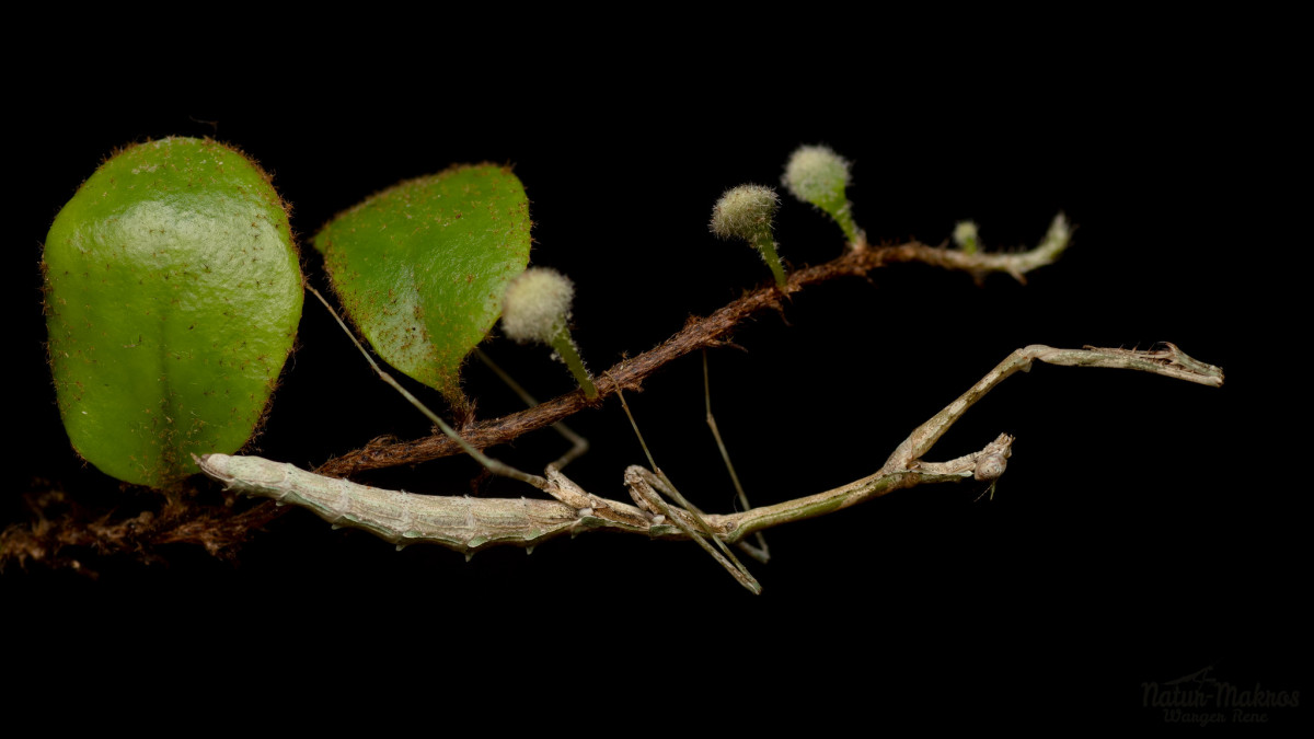 Carikerella simpira, 0.1 adult