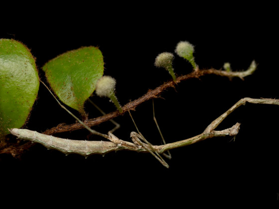 Carikerella simpira, 0.1 adult