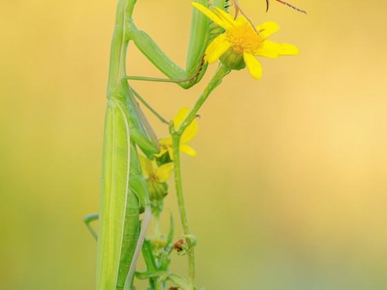 Mantis religiosa, 0.1 adult