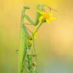 Mantis religiosa, 0.1 adult