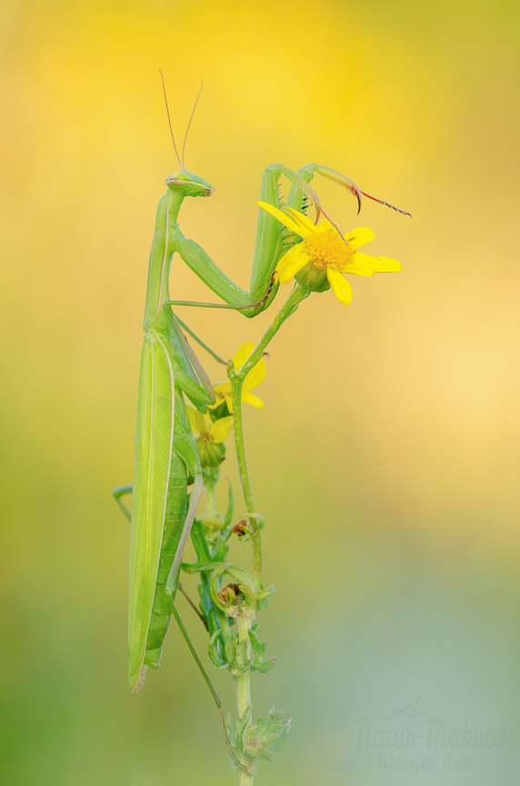 Mantis religiosa, 0.1 adult