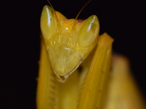 Helvia cardinalis