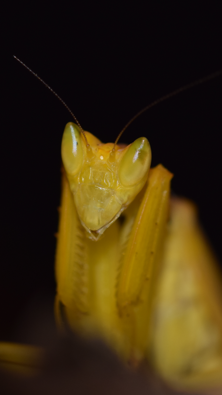 Helvia cardinalis