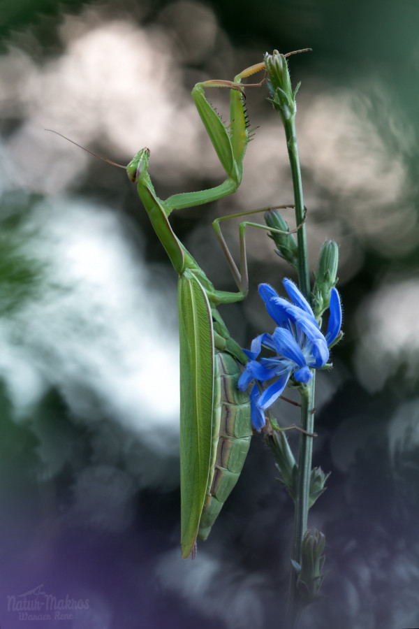 Mantis religiosa