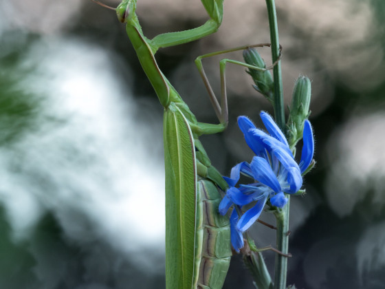 Mantis religiosa