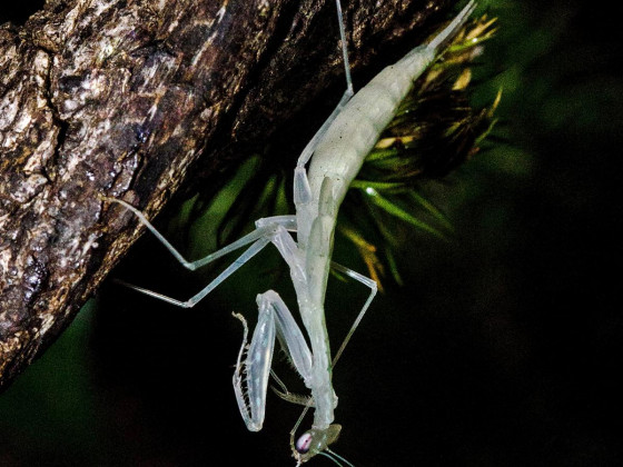 Sinomantis denticulata