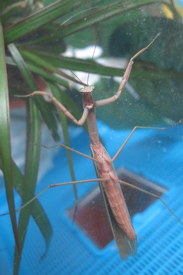 Tenodera sinensis: Tuliotso ist gerade Erwachsen geworden