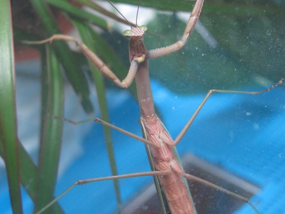 Tenodera sinensis: Tuliotso ist gerade Erwachsen geworden