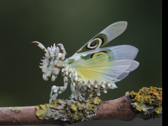 Afrikanische Blütenmantis