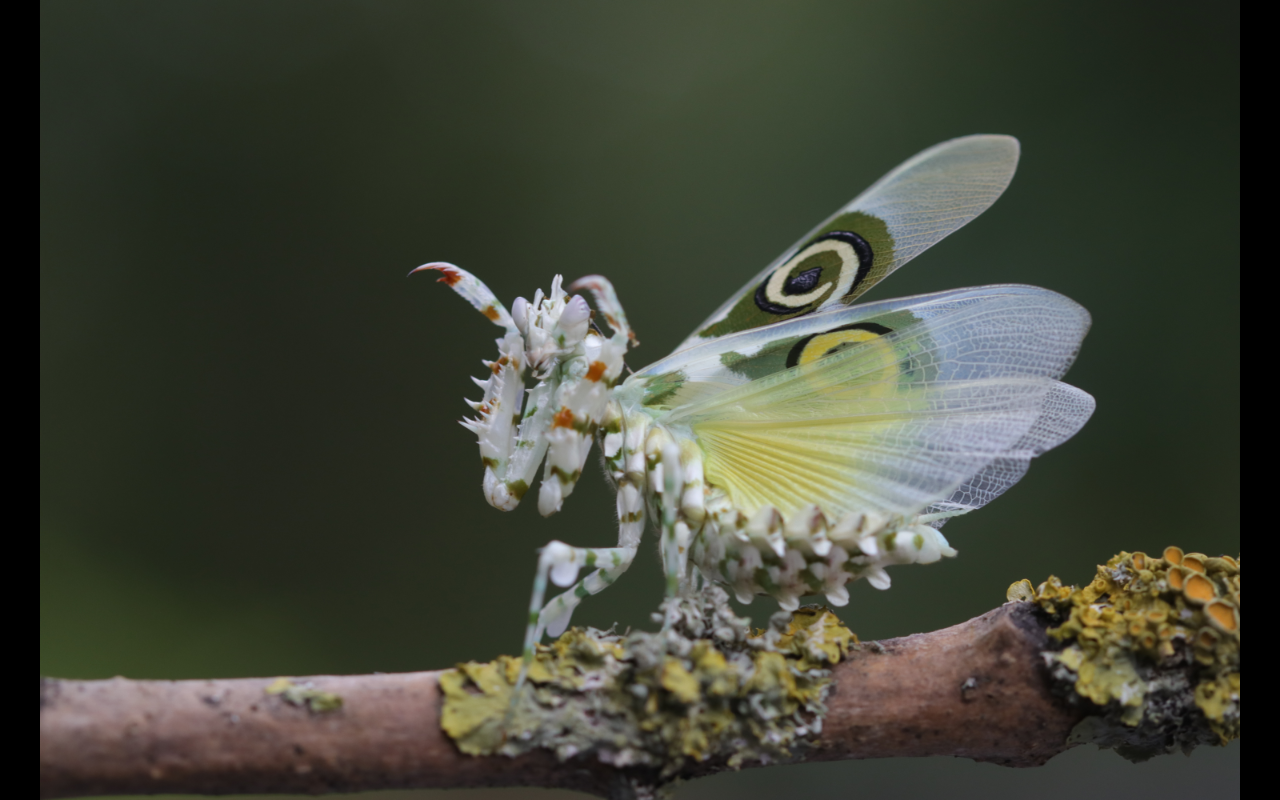 Afrikanische Blütenmantis