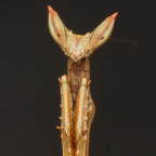 Heterochaeta orientalis L3 Nymph