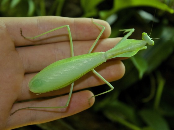 Rhombodera extensicollis