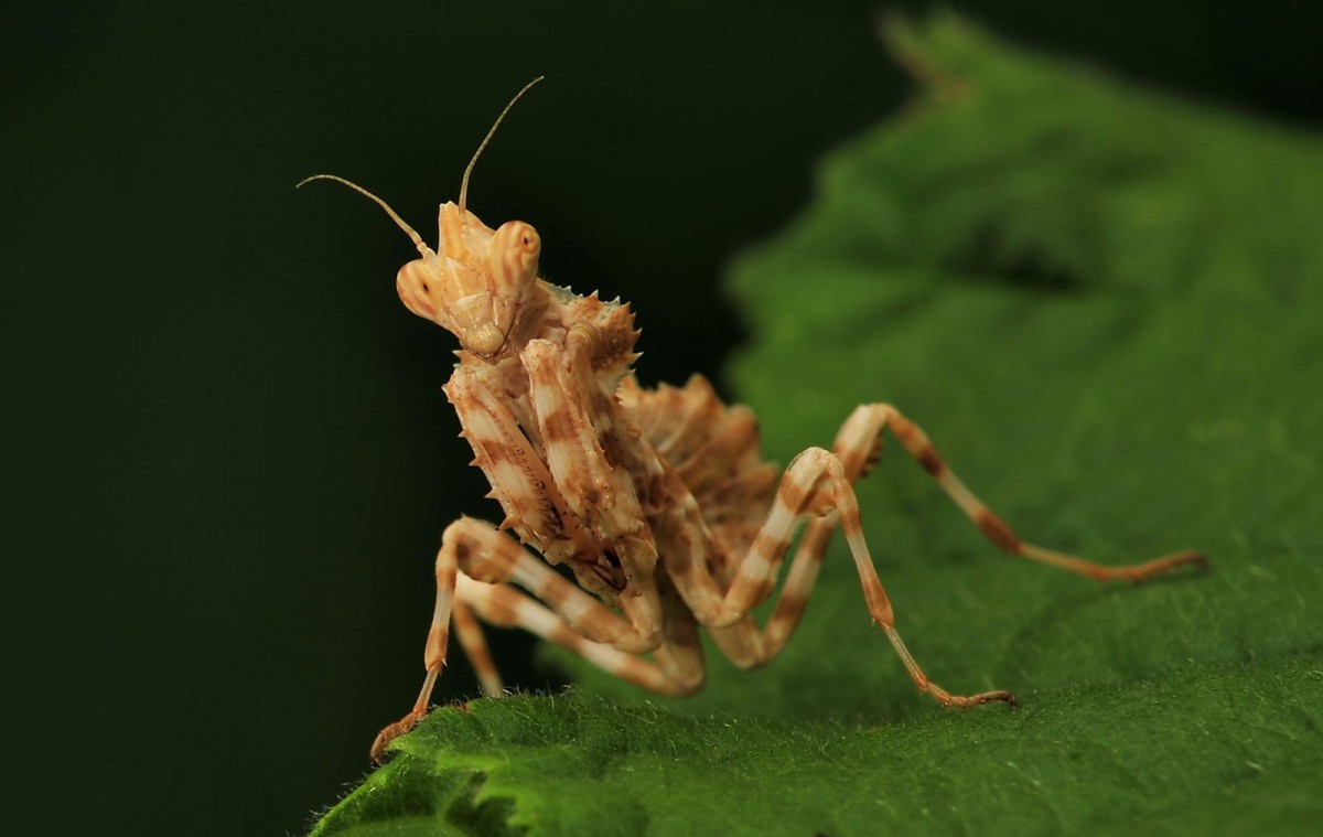 Blepharopsis mendica