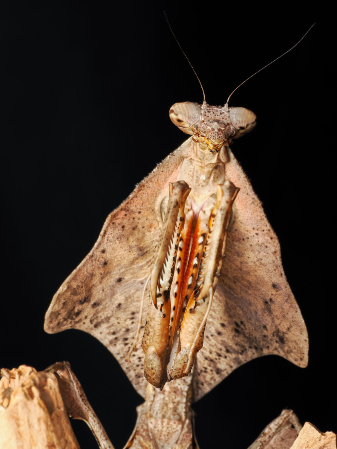 Deroplatys Lobata Weibchen adult