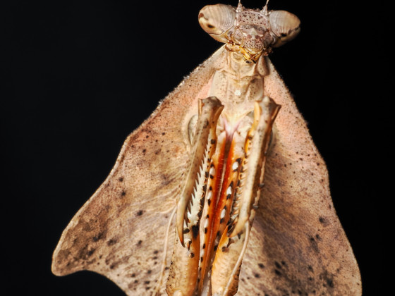 Deroplatys Lobata Weibchen adult