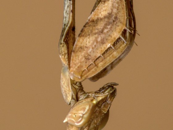 Gongylus gongylodes