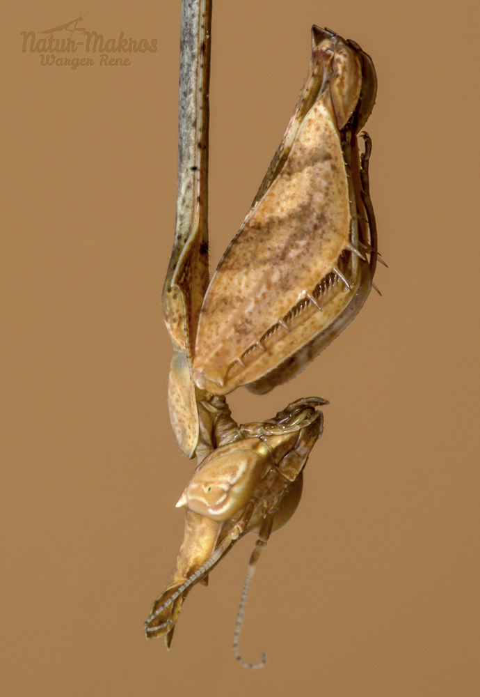 Gongylus gongylodes