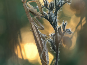 Mantis religiosa 0.1adult