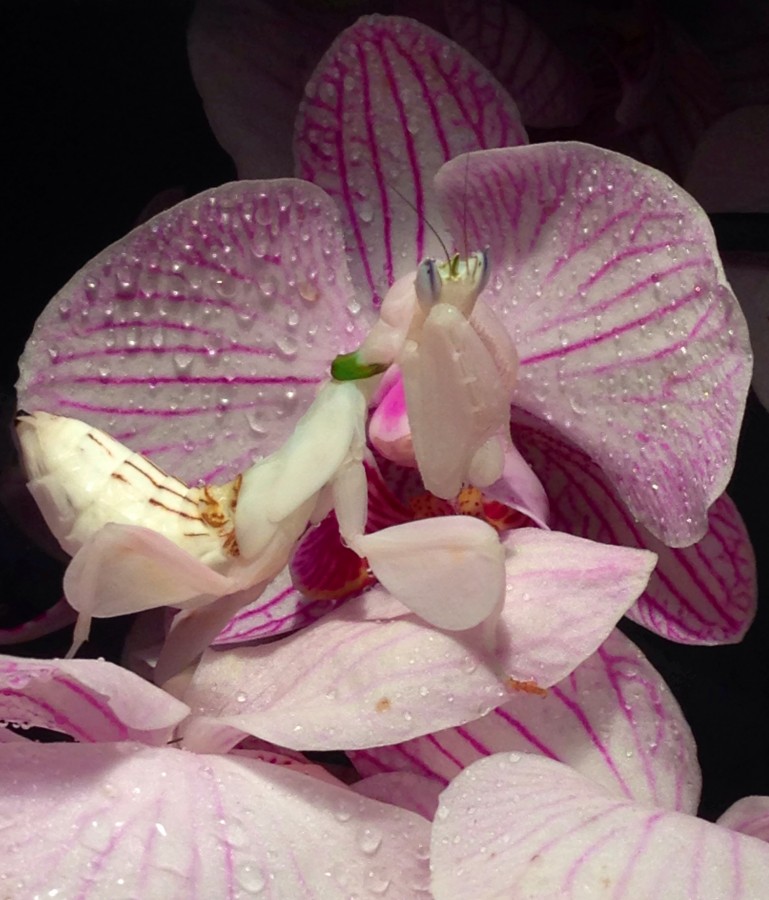 Hymenopus coronatus