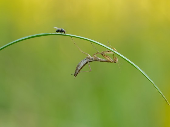 Mantis religiosa,