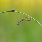 Mantis religiosa,