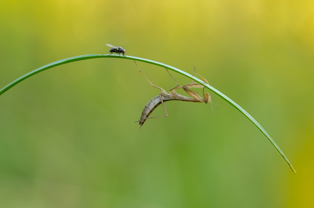 Mantis religiosa,