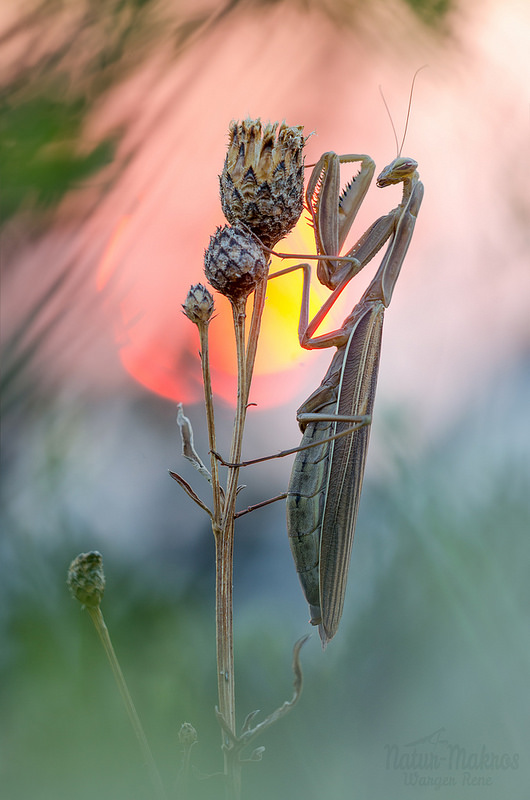 Mantis religiosa