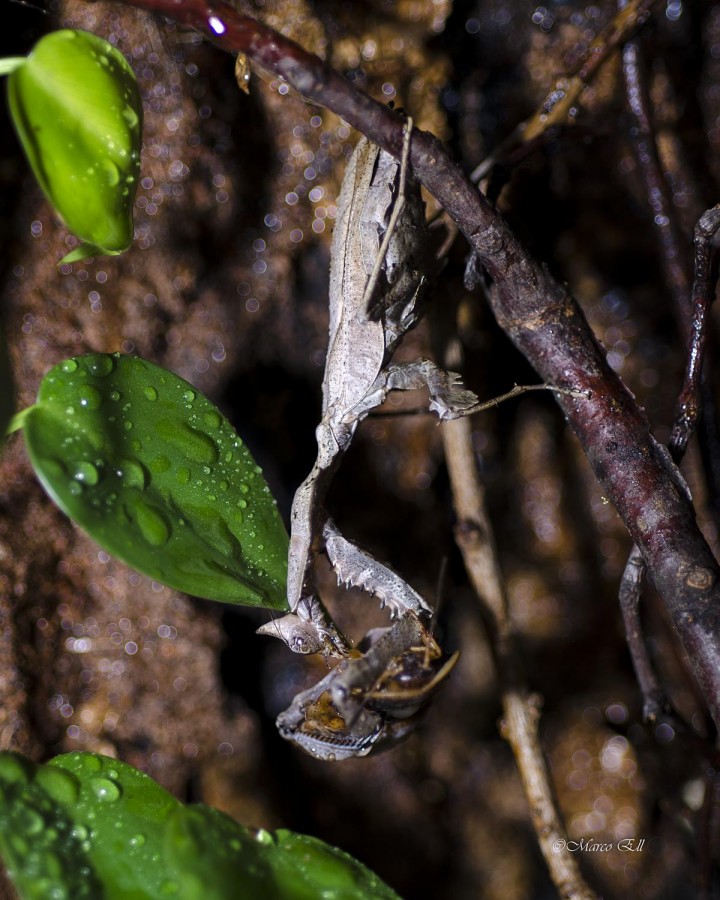 Parablepharis kuhlii asiatica IGM 304 - adult female eating a blaptica dubia