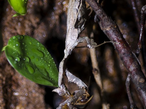 Parablepharis kuhlii asiatica IGM 304 - adult female eating a blaptica dubia