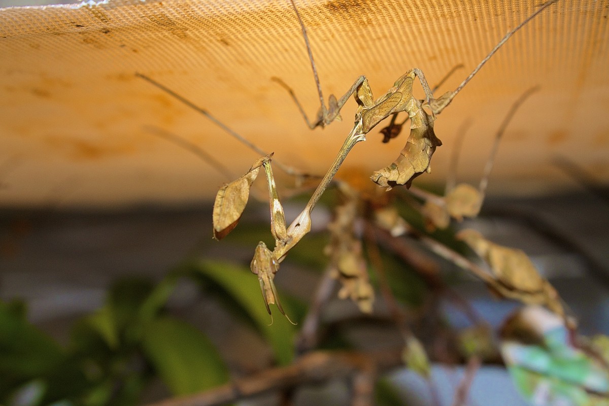 Gongylus gongylodes