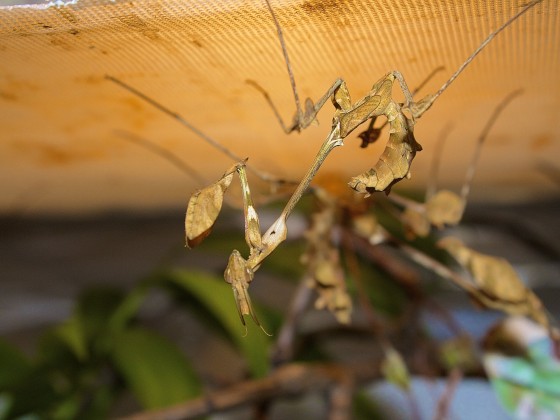 Gongylus gongylodes