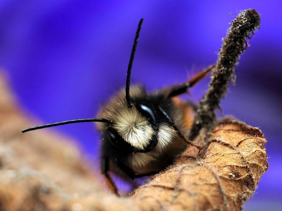 Hummel oder Teddy?