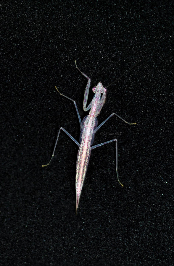 Sinomantis denticulata