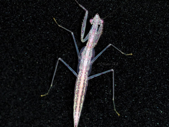 Sinomantis denticulata