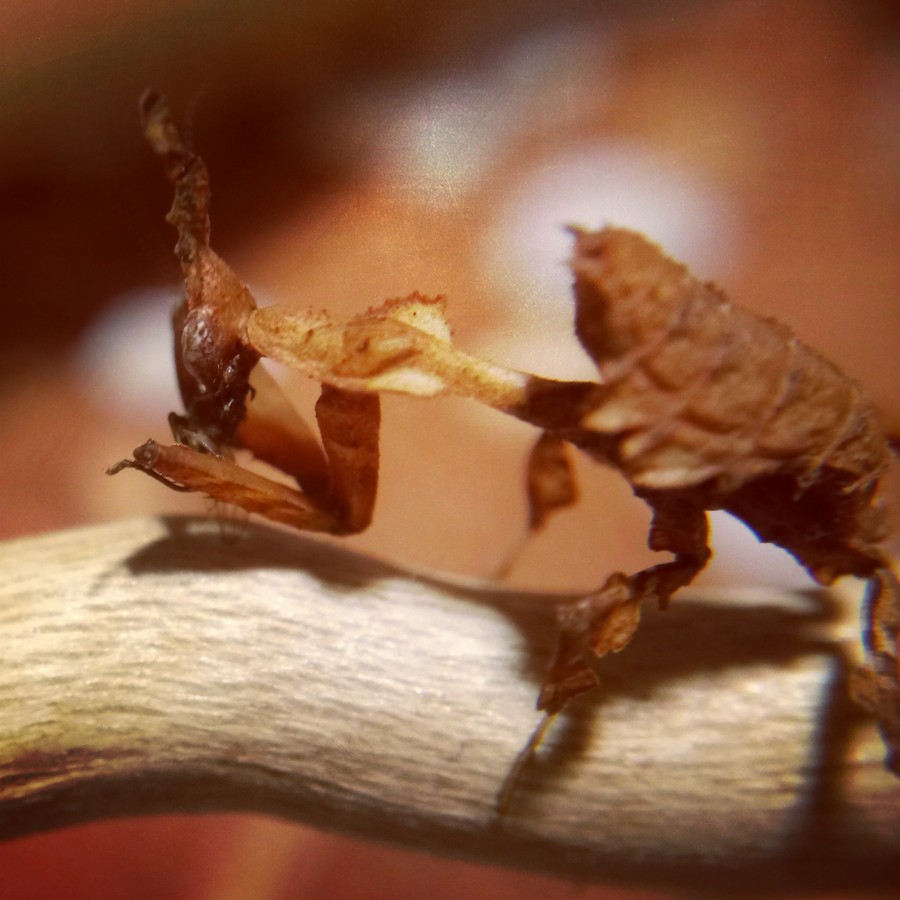 Phyllocrania paradoxa Männchen frisst Drosophila