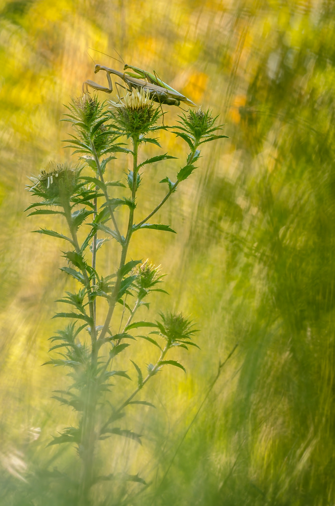 Mantis religiosa-Kopula