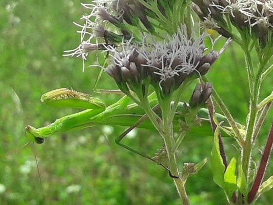 Mantis Religiosa Grün