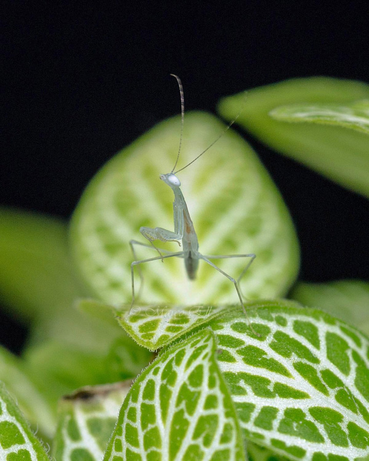 Sinomantis denticulata