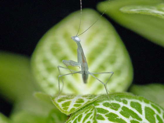 Sinomantis denticulata