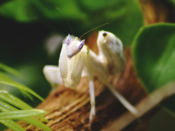 Hymenopus coronatus (Orchideenmantis)