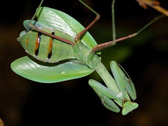 Hierodula membranacea